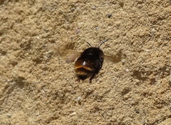 Anthophora plagiata