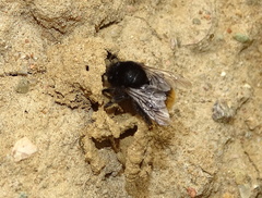 Anthophora plagiata