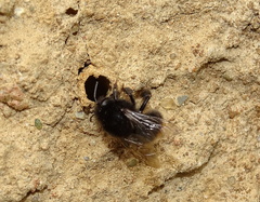 Anthophora plagiata