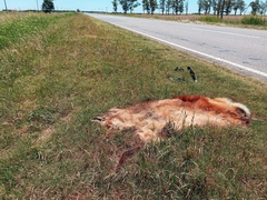 Chrysocyon brachyurus