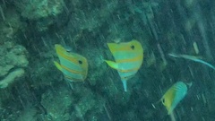 Chelmon rostratus