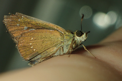 Borbo cinnara