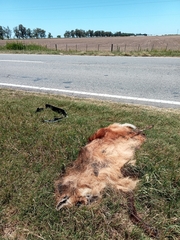 Chrysocyon brachyurus