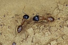 Camponotus nigriceps