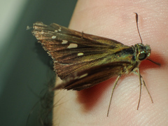 Borbo cinnara