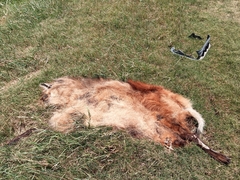 Chrysocyon brachyurus