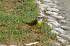 Pitangus sulphuratus