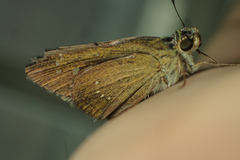 Borbo cinnara