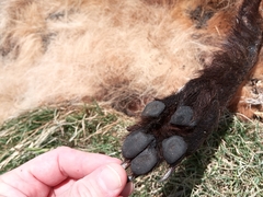 Chrysocyon brachyurus