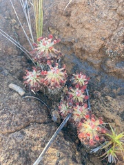 Drosera neocaledonica
