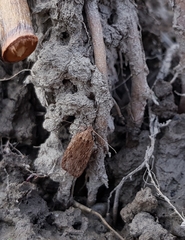 Depressaria daucella