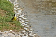 Pitangus sulphuratus