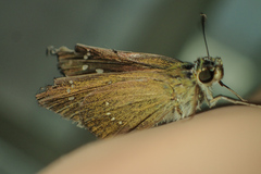 Borbo cinnara