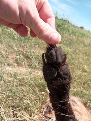 Chrysocyon brachyurus