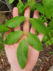 Pleiogynium timoriense