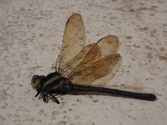 Aeshnidae