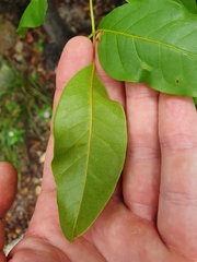 Pleiogynium timoriense