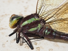 Aeshnidae