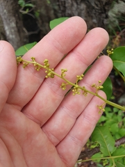 Pleiogynium timoriense