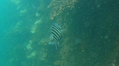 Abudefduf bengalensis