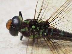 Aeshnidae