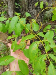 Pleiogynium timoriense