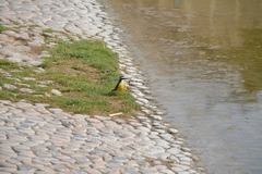 Pitangus sulphuratus