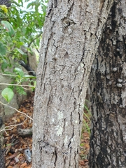 Pleiogynium timoriense