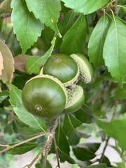 Lithocarpus konishii