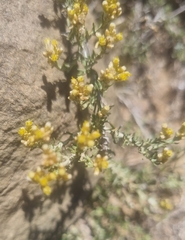 Helichrysum zeyheri