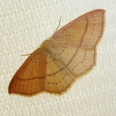 Cyclophora linearia