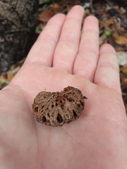 Pleiogynium timoriense