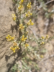 Helichrysum zeyheri