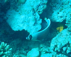 Chaetodon reticulatus