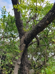 Pleiogynium timoriense