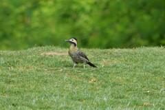 Colaptes melanochloros