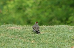 Colaptes melanochloros