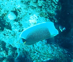 Chaetodon reticulatus