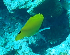 Forcipiger flavissimus