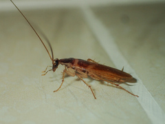 Supella longipalpa