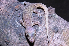 Hemidactylus brookii