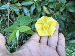 Hypericum hookerianum