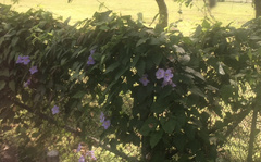 Thunbergia laurifolia