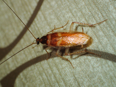 Supella longipalpa