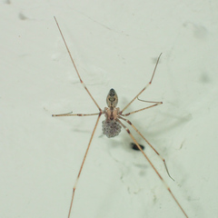 Crossopriza lyoni