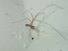 Crossopriza lyoni