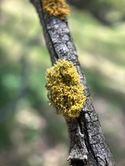 Teloschistes chrysophthalmus