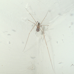 Crossopriza lyoni