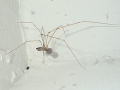Crossopriza lyoni
