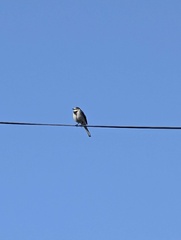 Motacilla alba